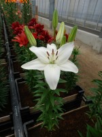 [5012 New Wave No02.JPG]